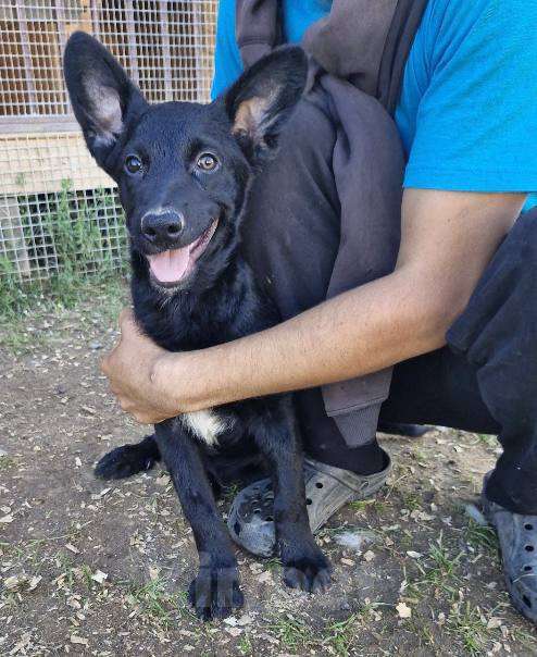 Собаки в Москве: Бывшедомашний малыш ищет дом! Мальчик, Бесплатно - фото 3