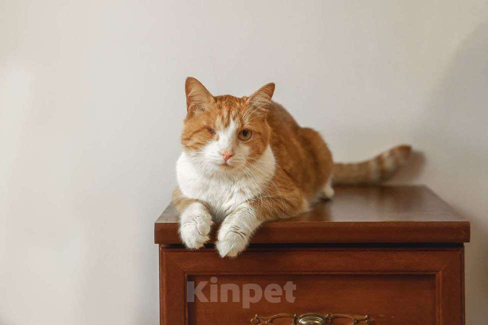 Кошки в Краснознаменске: Тёма ждёт именно Вас💫 Мальчик, 100 руб. - фото 6