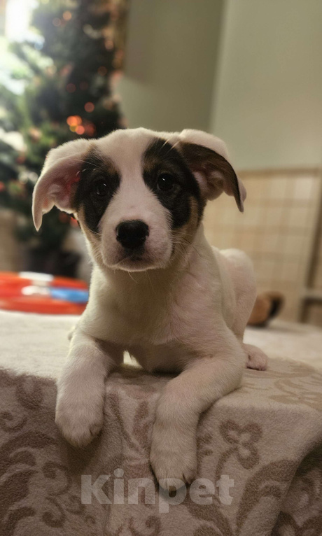 Собаки в Москве: В поисках дома Девочка, Бесплатно - фото 10