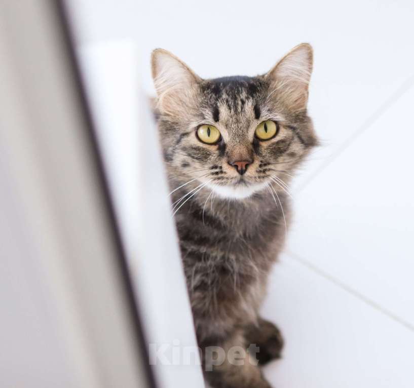 Кошки в Химках: Пушок и Сёма ищут дом Мальчик, Бесплатно - фото 3