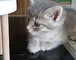 Кошки в Москве: Котёнок девочка в добрые руки Девочка, Бесплатно - фото 3