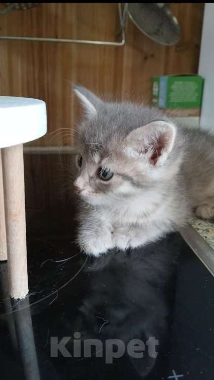 Кошки в Москве: Котёнок девочка в добрые руки Девочка, Бесплатно - фото 3