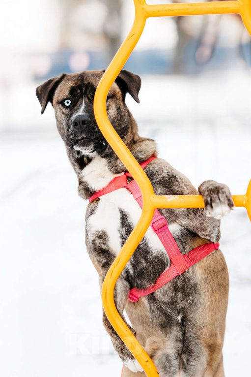 Собаки в Москве: Необычная девочка! Девочка, Бесплатно - фото 6