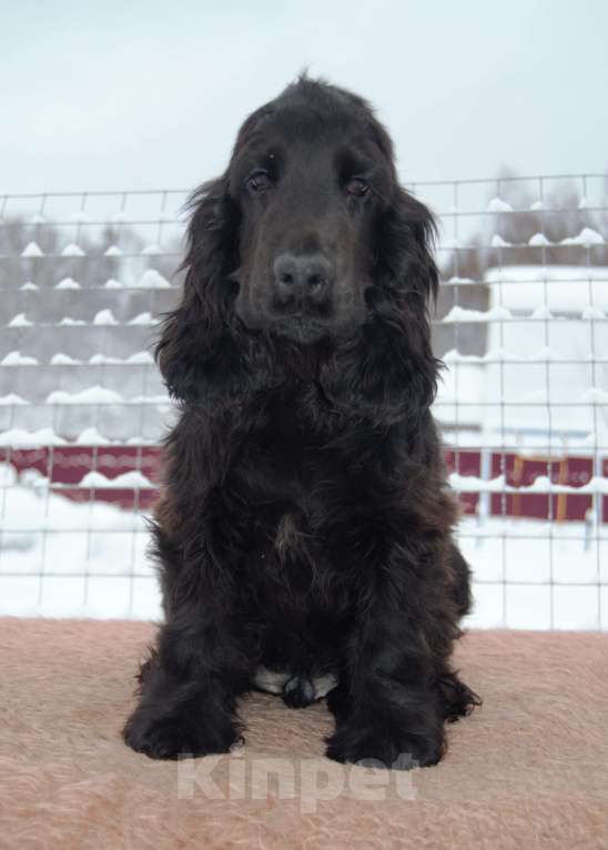 Собаки в Зеленограде: Английский кокер спаниель щенок Мальчик, 35 000 руб. - фото 2