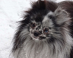 Собаки в Санкт-Петербурге: Мальчик мерле. Синий глаз.  Мальчик, 45 000 руб. - фото 3