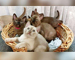 Кошки в Ливны: Бурманские котята с документами, 35 000 руб. - фото 2