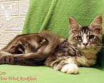 Кошки в Астрахани: Котята мейн-куны от чемпиона Мальчик, 30 000 руб. - фото 6
