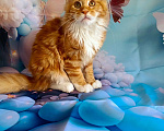 Кошки в Москве: Котята Мейн-кун Разнополые, 50 000 руб. - фото 5