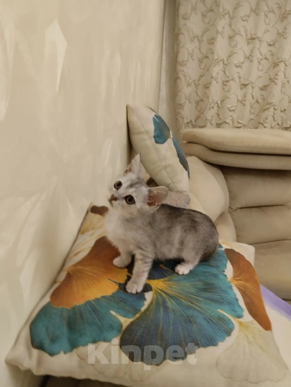 Кошки в Дзержинске: Отдам котенка Девочка, Бесплатно - фото 3