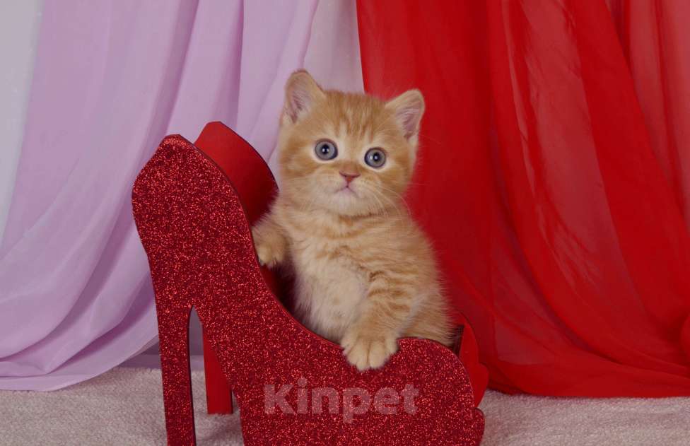 Кошки в Санкт-Петербурге: Британский котик солнечного окраса Мальчик, 45 000 руб. - фото 10