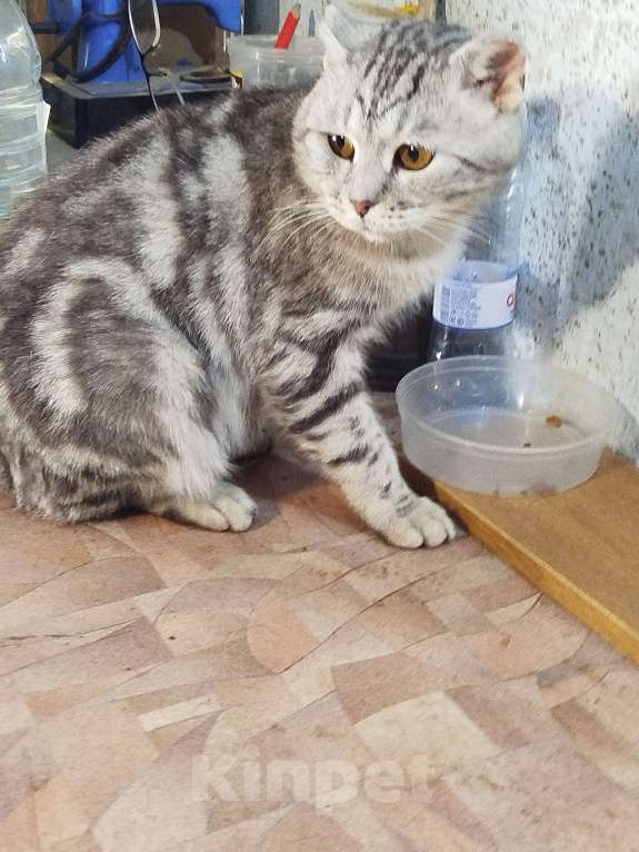 Кошки в Златоусте: Ищет дом Мальчик, Бесплатно - фото 3