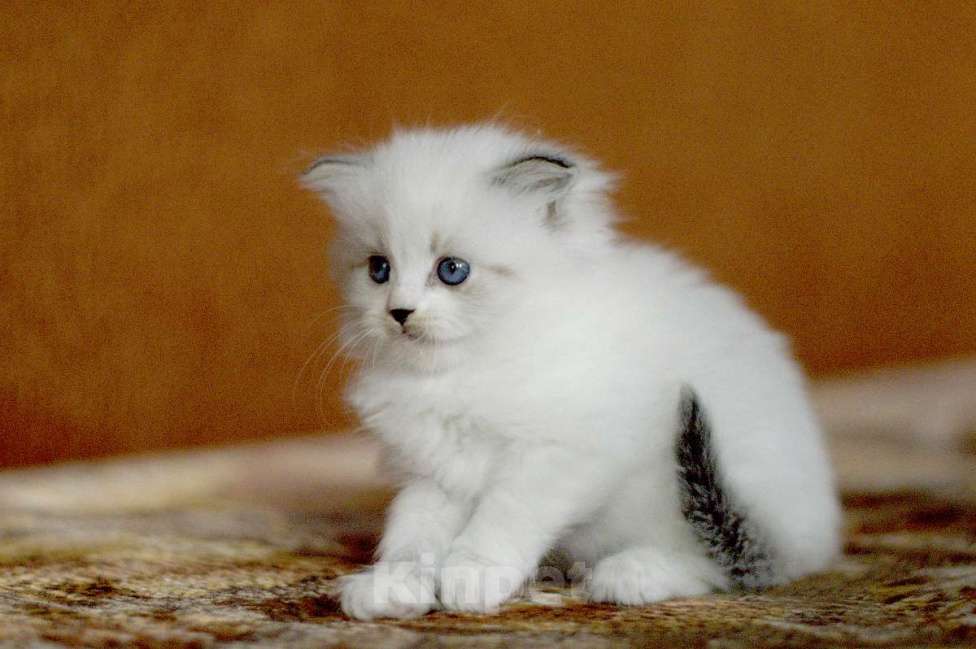 Кошки в Санкт-Петербурге: невская маскарадная девочка Девочка, 60 000 руб. - фото 2