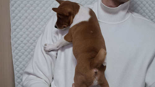 Продажа щенков