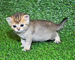 Кошки в Сургуте: Шотландские котята золотые шиншиллы Мальчик, 25 000 руб. - фото 5
