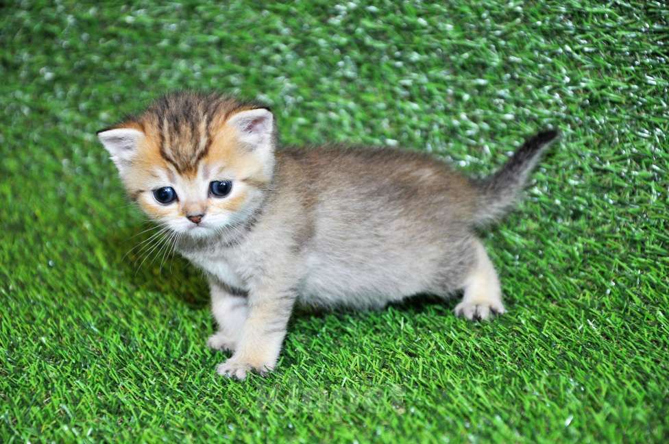 Кошки в Сургуте: Шотландские котята золотые шиншиллы Мальчик, 25 000 руб. - фото 5