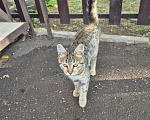 Кошки в Оренбурге: Котенок в добрые руки Девочка, Бесплатно - фото 2