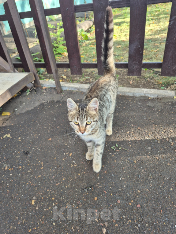 Кошки в Оренбурге: Котенок в добрые руки Девочка, Бесплатно - фото 2