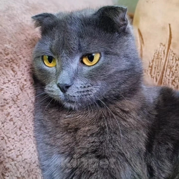 Кошки в Москве: Патрицию выкинули Девочка, Бесплатно - фото 5