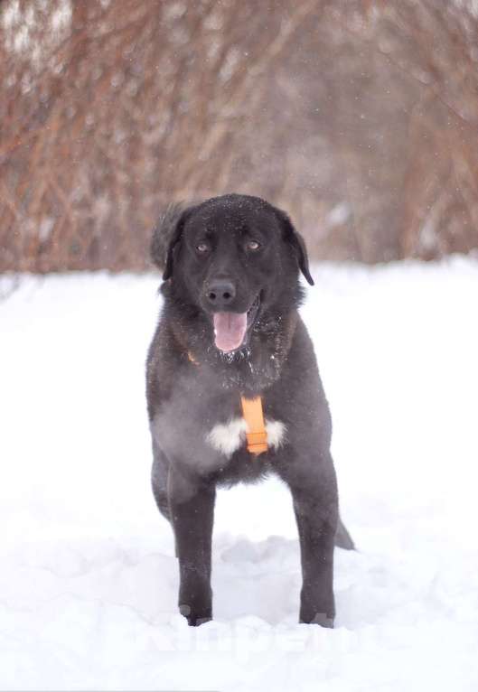 Собаки в Москве: Обаятельный Оникс в добрые руки Мальчик, Бесплатно - фото 6