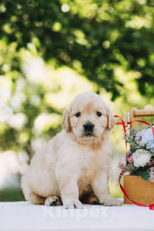 Собаки в Воронеже: Золотистый ретривер Воронеж  Мальчик, 60 000 руб. - фото 7