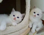 Кошки в Санкт-Петербурге: Ragdoll котята Разнополые, 18 000 руб. - фото 1