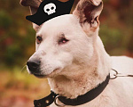 Собаки в Голицыно: Пиратка Белка Девочка, Бесплатно - фото 2