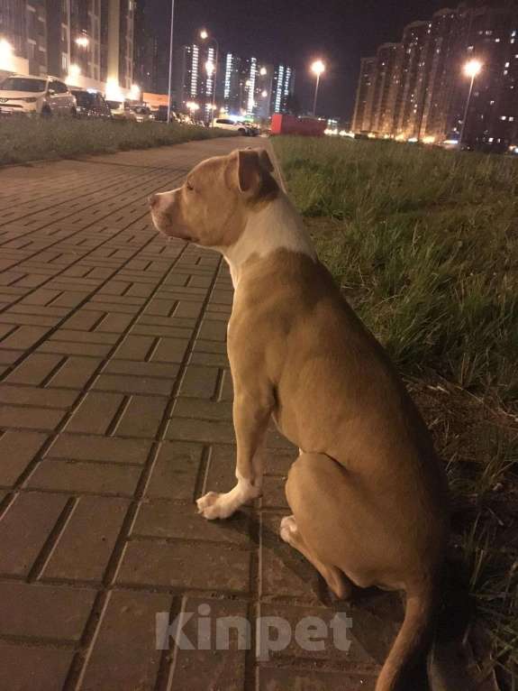 Собаки в Санкт-Петербурге: Вязка питбуль, Бесплатно - фото 1