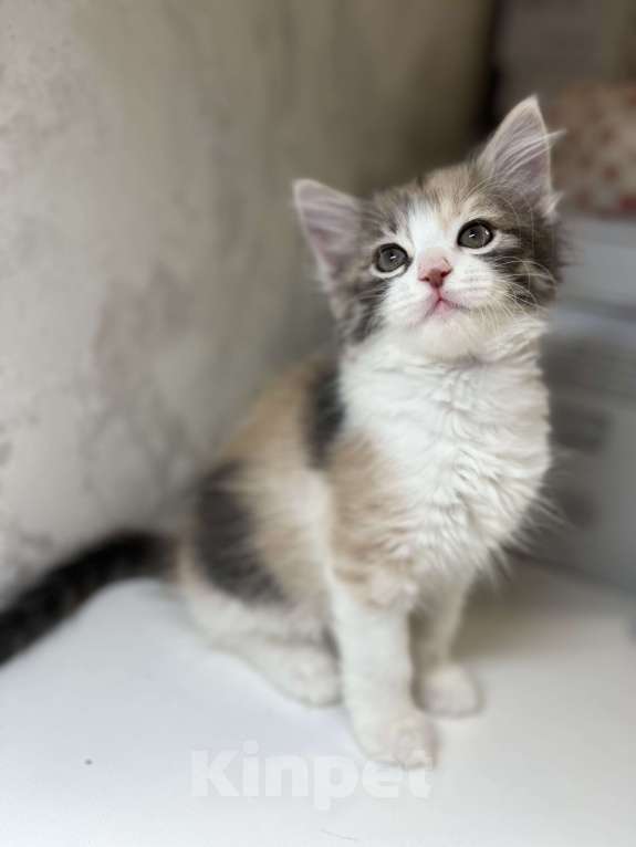 Кошки в Ростове-на-Дону: Манчкин котенок  Девочка, 7 000 руб. - фото 3