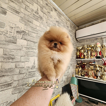 Шикарная курносая супер меховая девочка померанского шпица