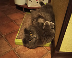 Кошки в Саратове: кошка хайленд фолд в добрые руки Девочка, Бесплатно - фото 3