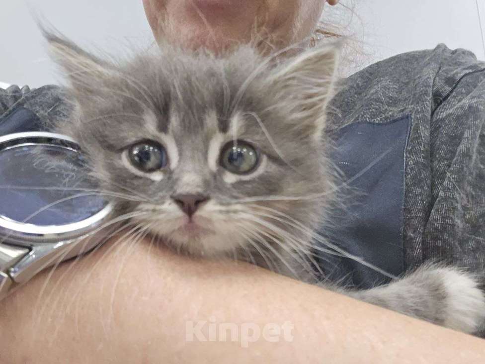 Кошки в Москве: Котенок Йода ищет дом Девочка, Бесплатно - фото 2