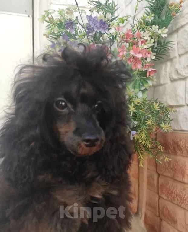 Собаки в Севастополе: Пудель той Мальчик, 50 000 руб. - фото 2