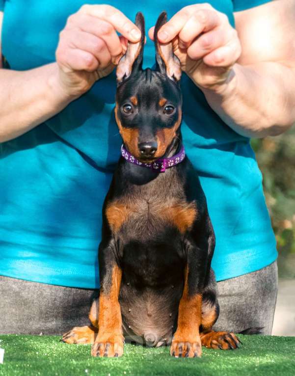 Собаки в Москве: Щенки цвергпинчера (питомник РКФ) Мальчик, Бесплатно - фото 3