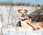Собаки в Москве: Солнечная и позитивная 9 мес собака Герда ищет семью! Девочка, Бесплатно - фото 8