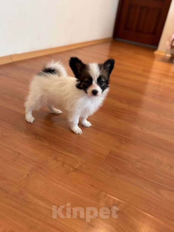 Собаки в Москве: Кукольный мальчик папильона , Дейл Мальчик, 50 000 руб. - фото 5