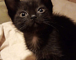 Кошки в Москве: 🔵 ( Рокки  Фил )  –  Игривый  и  ласковый  домашний  котёнок  –  любящим  людям Мальчик, Бесплатно - фото 2