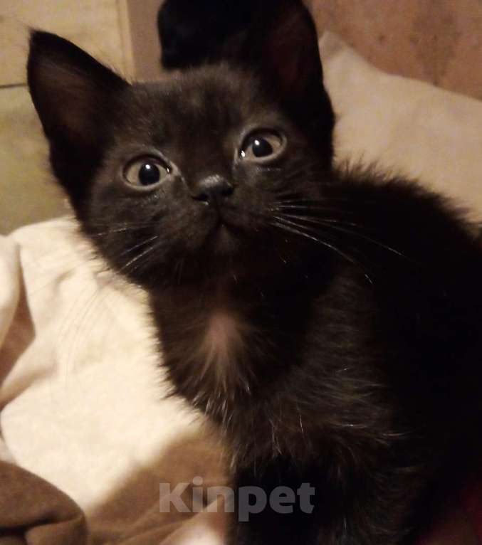 Кошки в Москве: 🔵 ( Рокки  Фил )  –  Игривый  и  ласковый  домашний  котёнок  –  любящим  людям Мальчик, Бесплатно - фото 2