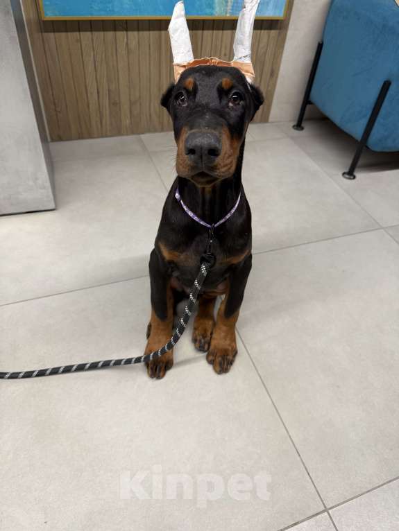 Собаки в Казани: Продаю щенка Добермана Мальчик, 45 000 руб. - фото 3