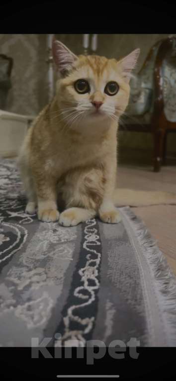 Кошки в Назрани: Золотая шиншилла, чистокровная британка Девочка, 45 000 руб. - фото 3