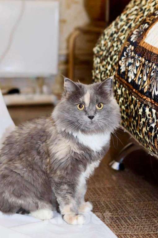 Кошки в Москве: Пушистая кошечка Таис ищет семью, в добрые руки Девочка, Бесплатно - фото 2