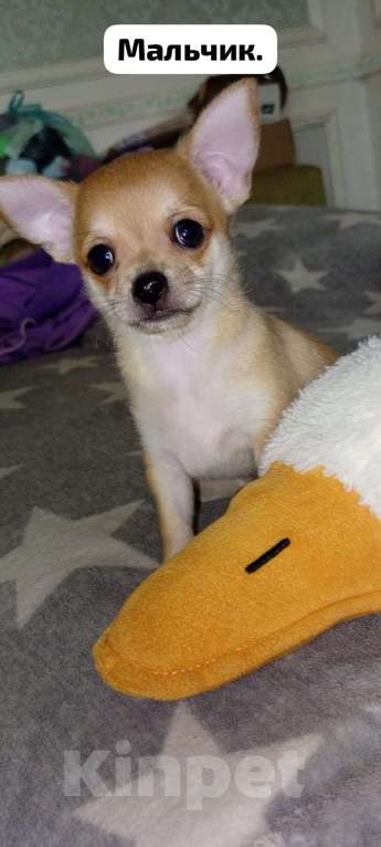 Собаки в Краснодаре: Продам щенков чихуахуа Мальчик, 10 000 руб. - фото 7