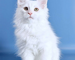 Кошки в других городах Московской области: Белоснежная полидевочка Девочка, 90 000 руб. - фото 5