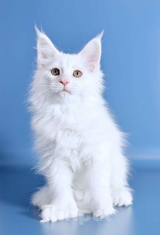 Кошки в других городах Московской области: Белоснежная полидевочка Девочка, 90 000 руб. - фото 5