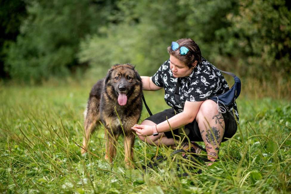 Собаки в Москве: Барни Мальчик, Бесплатно - фото 4