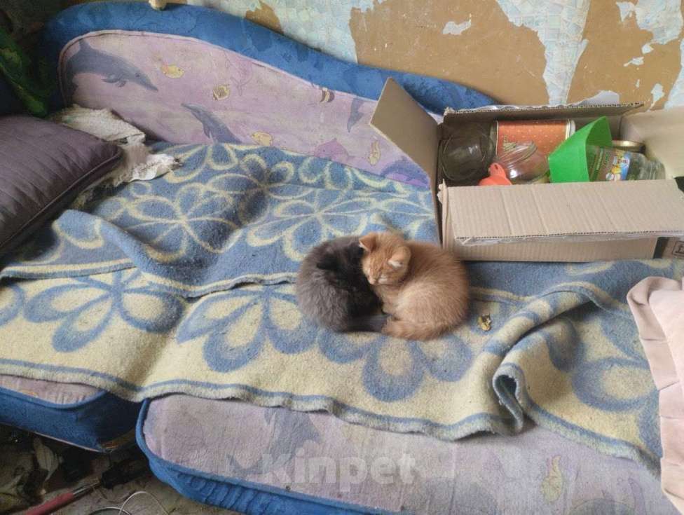 Кошки в Казани: Кэт Девочка, Бесплатно - фото 2