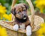 Собаки в Солнечногорске: Тигровый мальчик в дар Мальчик, Бесплатно - фото 7