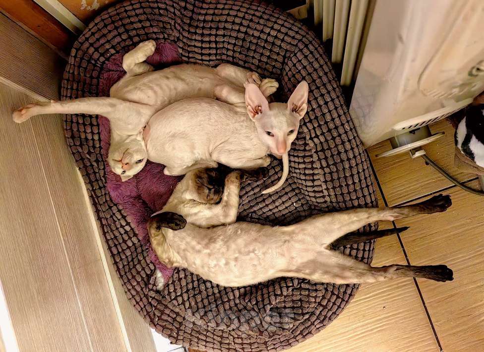 Кошки в Санкт-Петербурге: Baltazar Мальчик, 40 000 руб. - фото 3