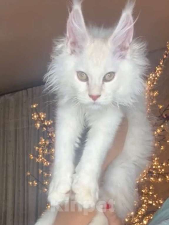 Кошки в Москве: Мейн кун мальчик  Мальчик, 75 000 руб. - фото 5