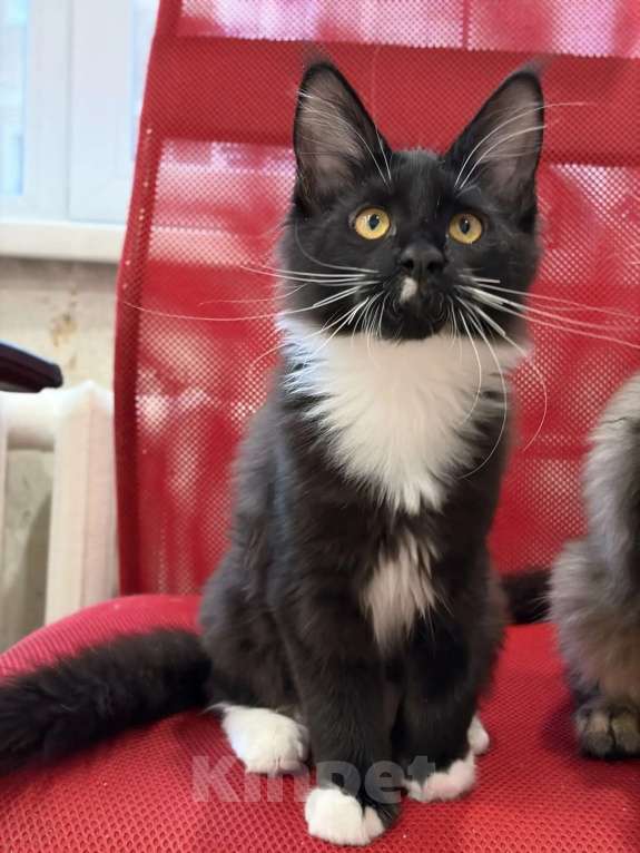 Кошки в Кемерово: Котенок Мейн-кун Девочка, 25 000 руб. - фото 3