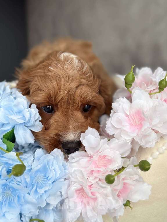 Собаки в Москве: Кавапу щенок Мальчик, Бесплатно - фото 2